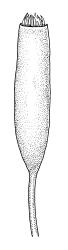 Entodon plicatus, capsule. Drawn from B.H. Macmillan 84/51, CHR 506854.
 Image: R.C. Wagstaff © Landcare Research 2014 